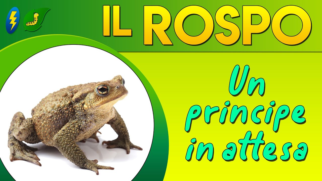 Il Rospo, un principe in attesa ⚡