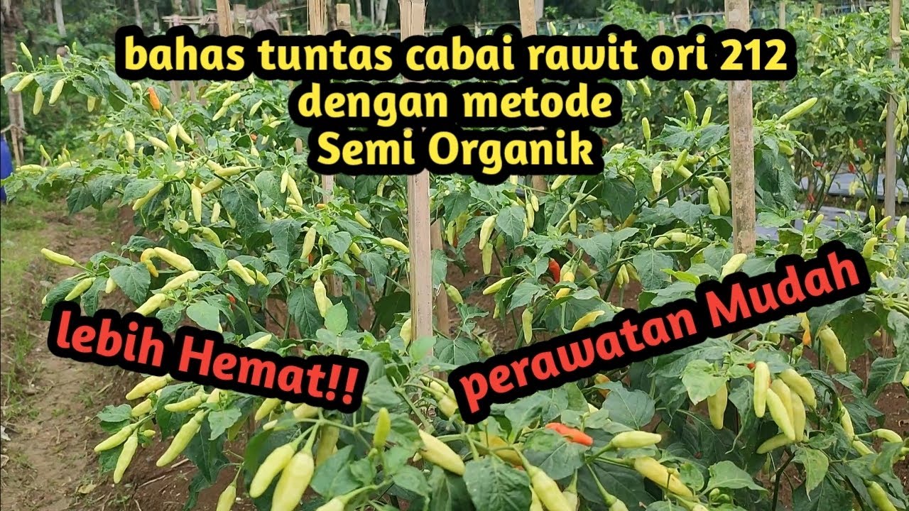 Kita bahas tuntang semi organik pada tanaman cabai,