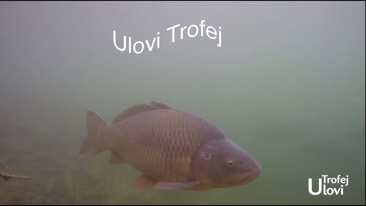 Ulovi Trofej - Lazar Kupreski i Zlaja u potrazi za saranom
