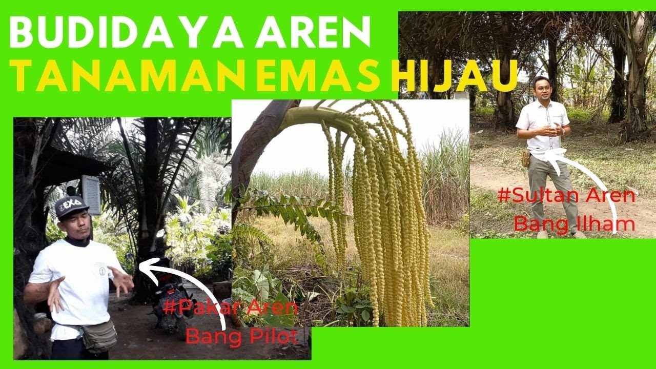 BUDIDAYA AREN TANAMAN EMAS HIJAU || GREEN GOLD PLANT SUGAR PALM CULTIVATION