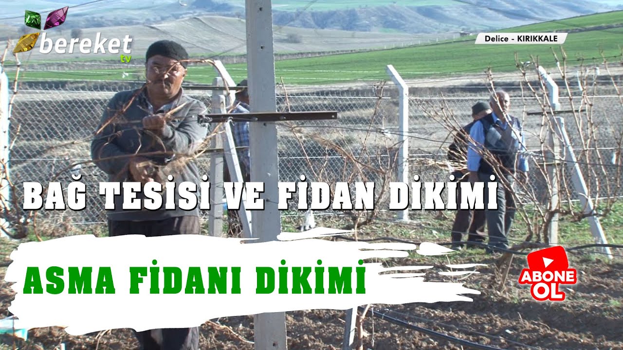 Tarımsal Eğitim - Bağ Tesisi ve Fidan Dikimi  - Asma Fidanı Dikimi