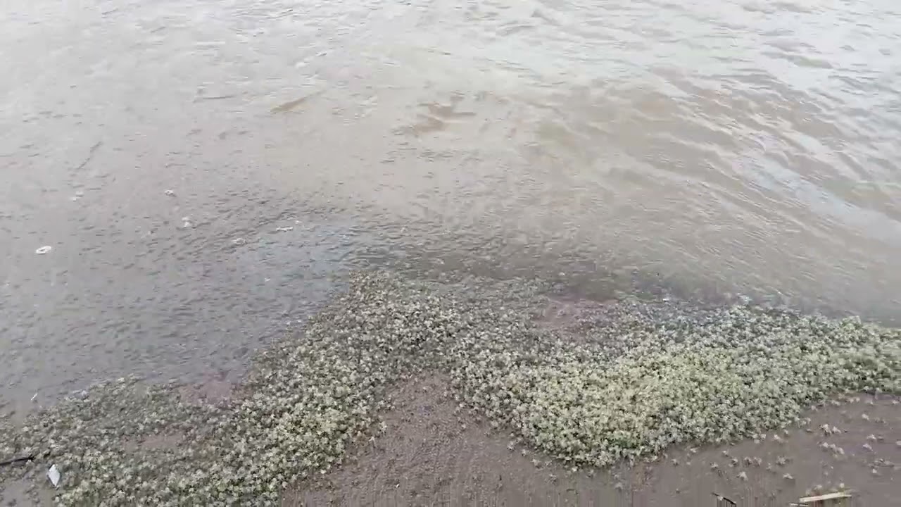 Similya Ng Katang / Talangka Sa Tabing Dagat Ang Dami