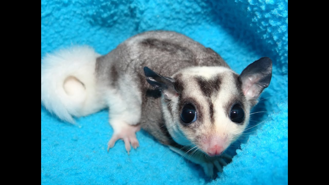 Mosaic Sugar Glider Showcase: Ernie & Chloe's Stunning New Joey
