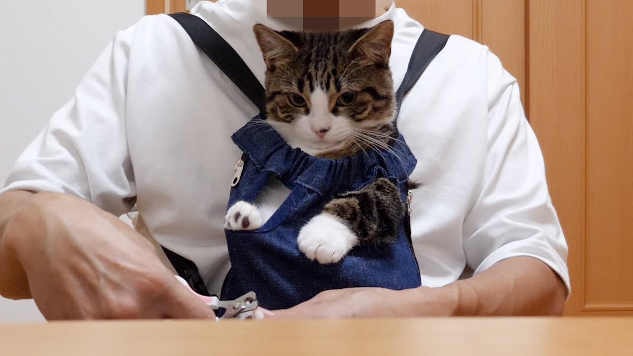 Kitten Coco noticed that he wouldn't go out anymore