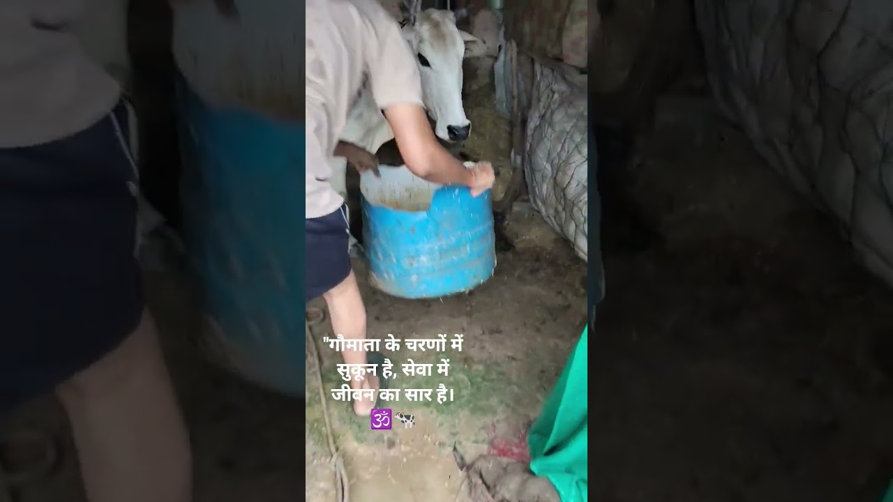 #GauSeva #GauMata #BhaktiVideo #CowFeeding #DesiCow #SanatanDharma #DharmicReel #GauBhakti #GauPrem