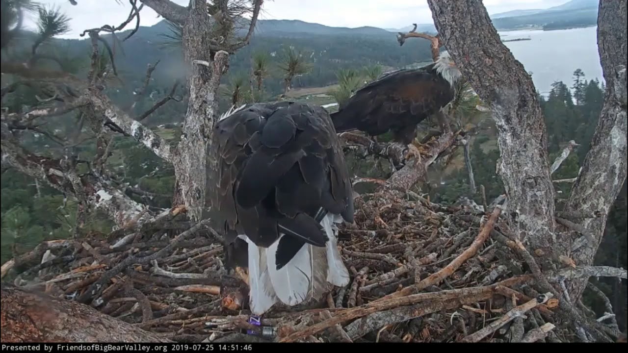 Big Bear Eagles * SIMBA MAKES IT BACK TO NEST & CLAIMS HIS FISH!! * Shadow & Mom Wait For Him * XOXO