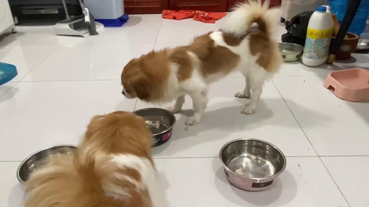Bowl licking champions