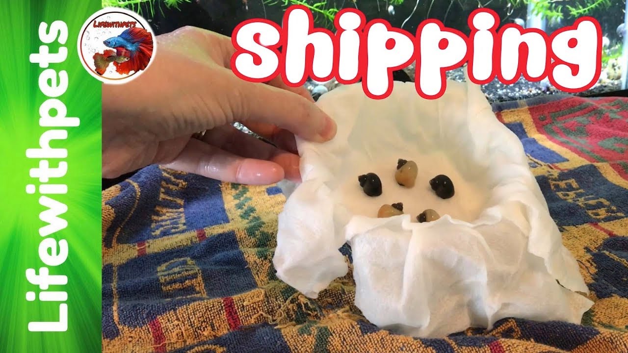 How to Ship Snails.