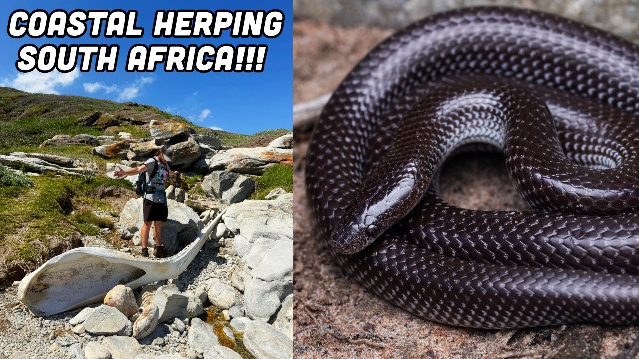 Herping and Tide Pooling The South African Cape! Catching Snakes and Octopus on the Coast