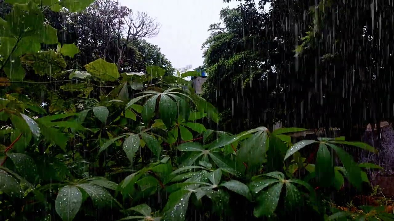 Rain sounds for sleeping 1 hours Focus or Deep Sleep || Nature White Noise