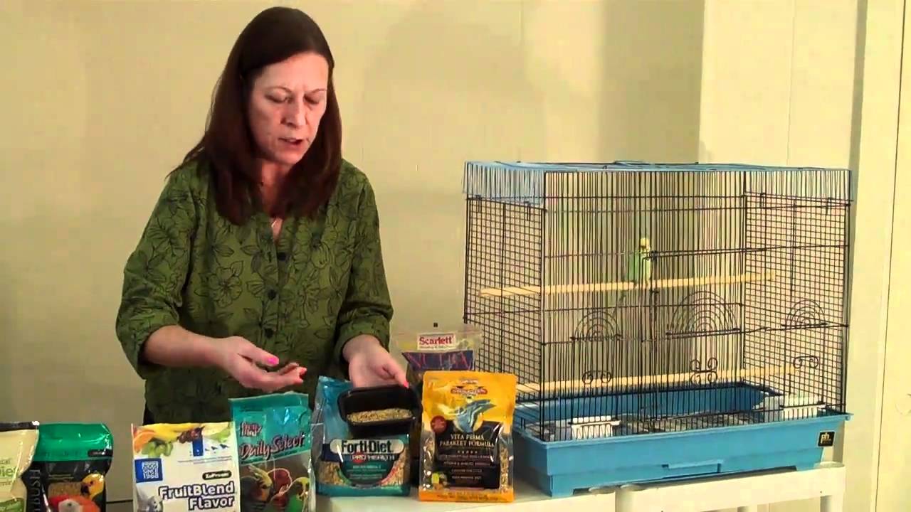 Foods for your Pet Bird