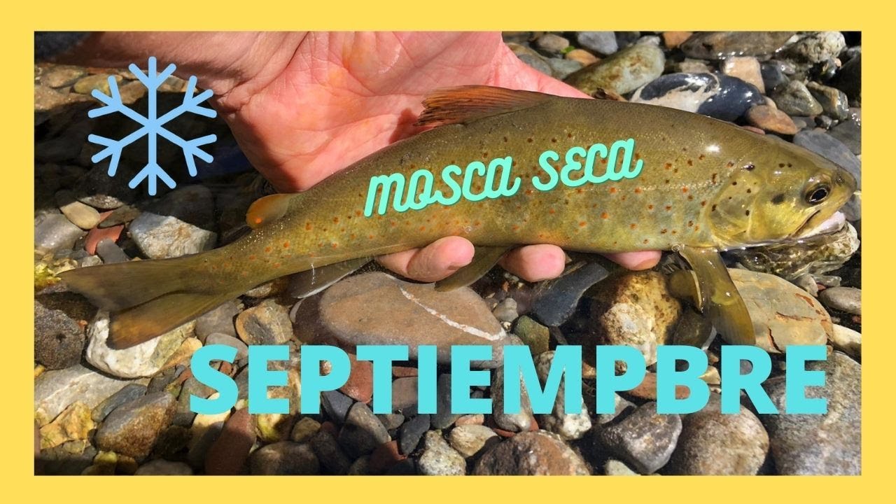 Pescando truchas a mosca en Septiembre . ❄️🥶  BRUTAL!