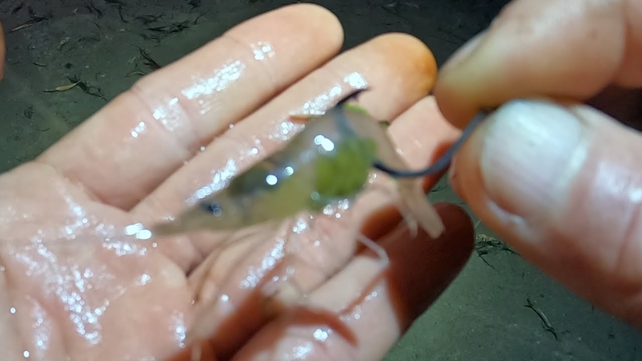 Fishing With River Shrimp And Worms