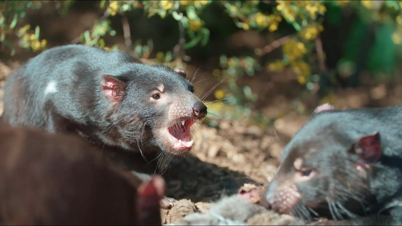 How Did Tasmanian Devils Get Their Name?