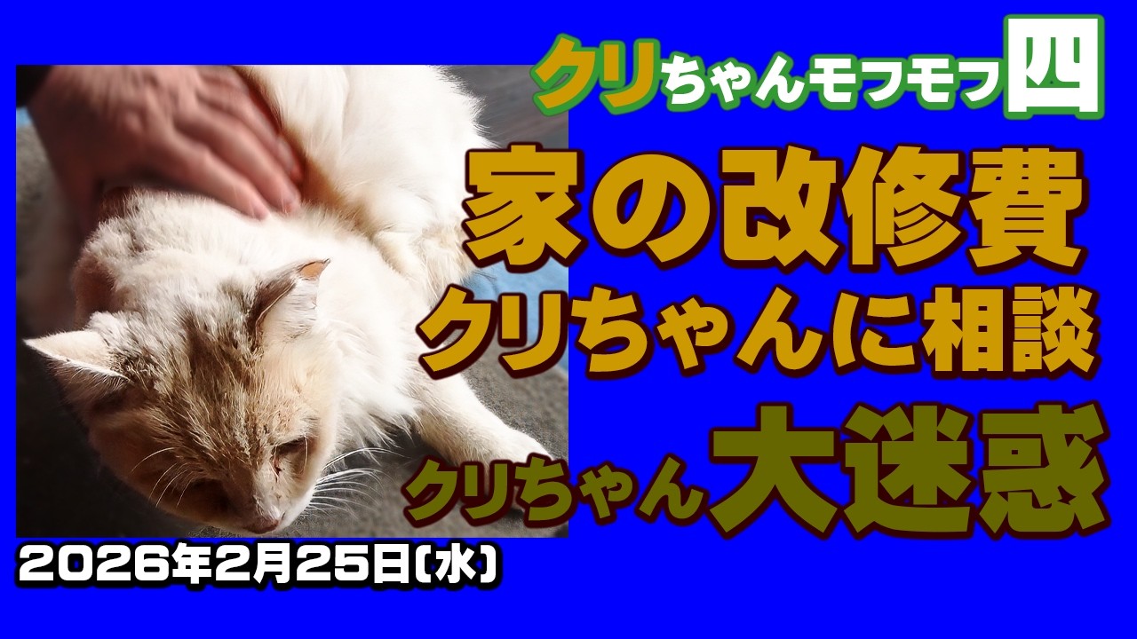 【外猫クリちゃん家改修DIY資金相談】クリちゃんモフモフ疲れたって
