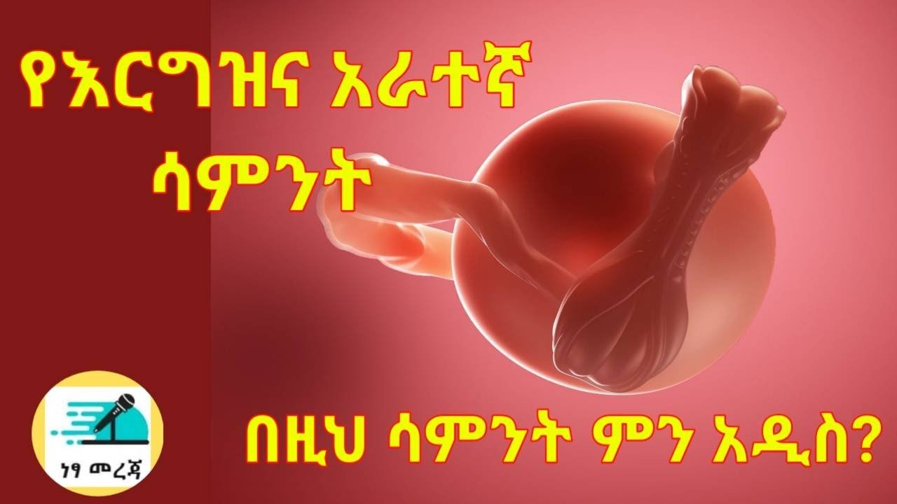 የእርግዝና አራተኛ ሳምንት//4 week pregnant: What to Expect