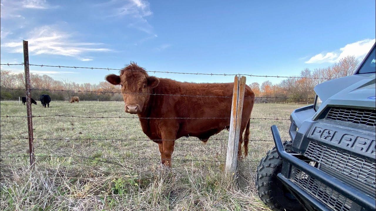 Why we are keeping a “lifetime” steer on our micro ranch