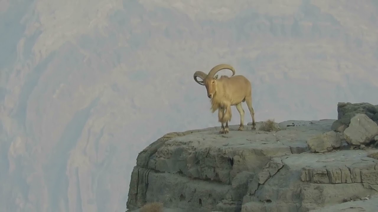 جبل مبرح  تصوير البربري  في جبال راس الخيمه في دوله الامارات  . تاريخ ١٣/٧/٢٠٢٢