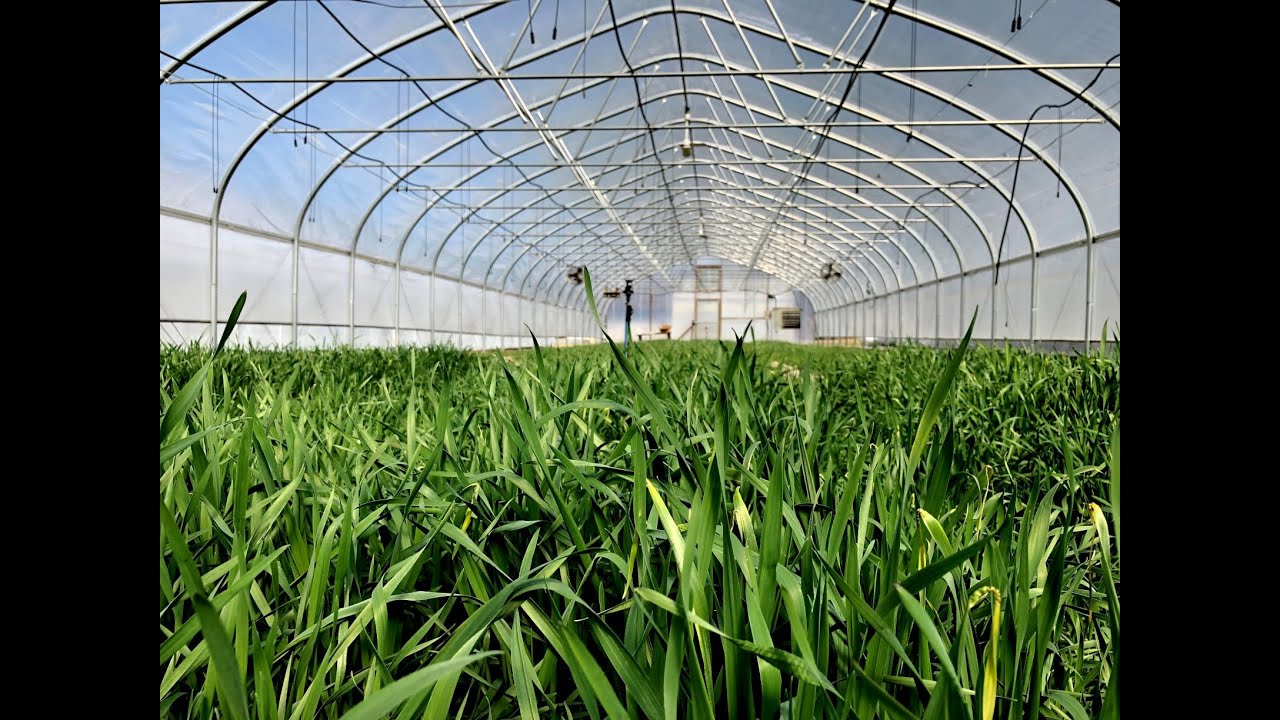 Winter Cover Cropping in High Tunnels -- March 2021 Update