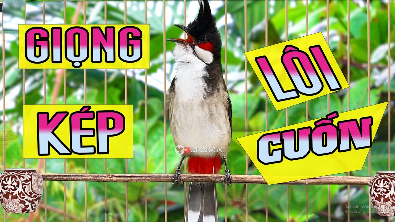 chào mào sông kôn | CHÀO MÀO   SÔNG KÔN QUẢNG NAM | LUYỆN CHÀO MÀO HÓT GIỌNG SÔNG KÔN CỰC HAY