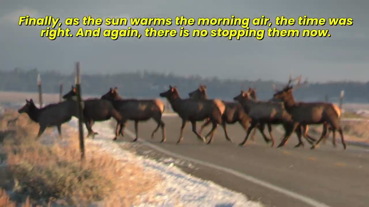 ELK MIGRATION AND A CAST OF THOUSANDS