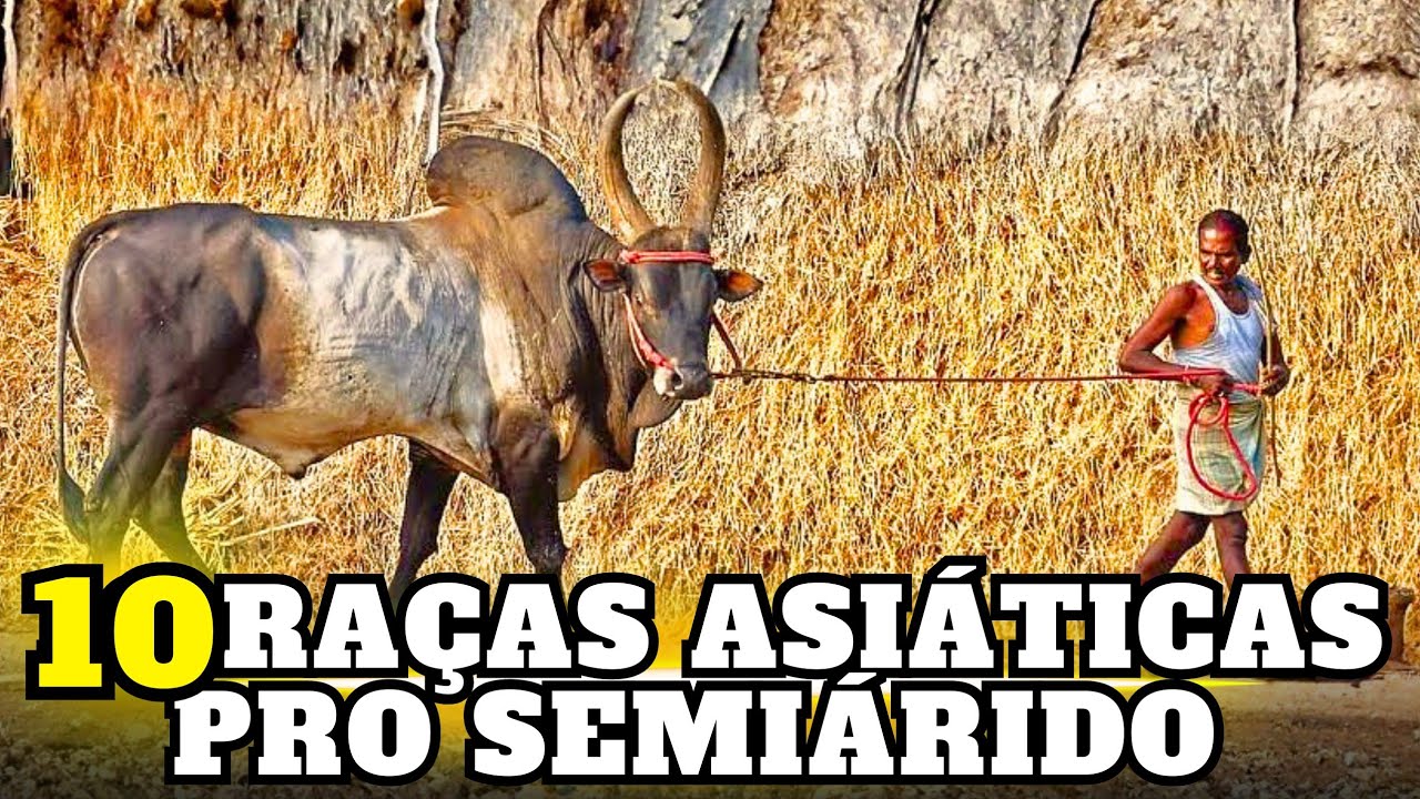 VOCÊ PRECISA CONHECER as RAÇAS mais RÚSTICAS da ÁSIA 