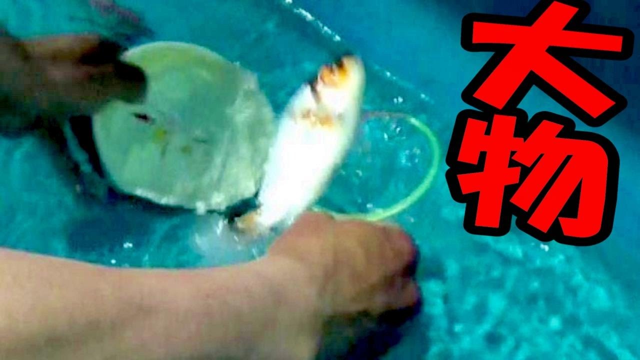 【大物金魚すくい】モンスター金魚をすくってみせる！