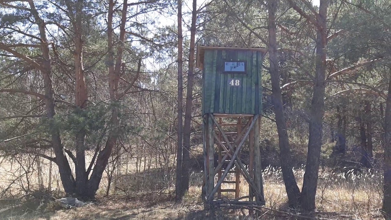 Ambona myśliwska na skraju lasu.