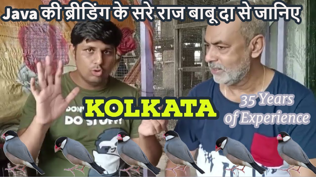 400 pair of Java | Babu da se janiye Java sparrow ki Breeding ke Nuskhe | Farm in Kolkata