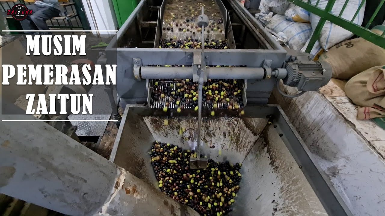 MINYAK ZAITUN/Olive Pressing Season