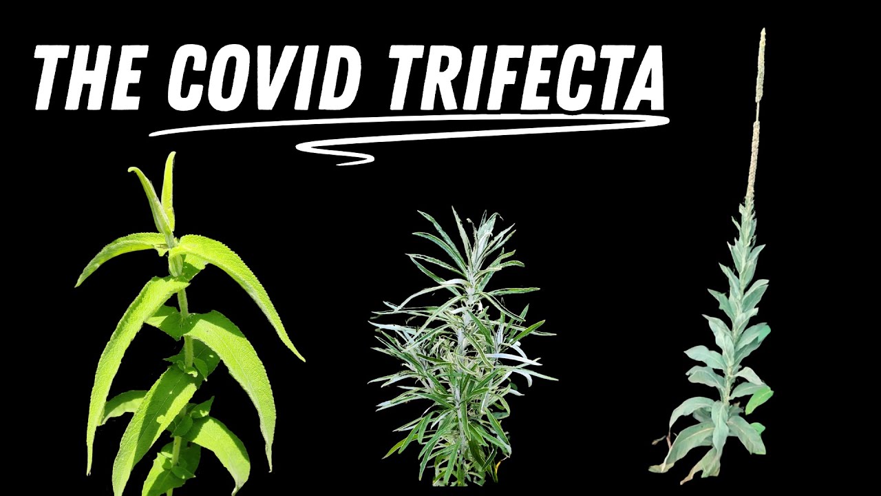The Ultimate Breathe-Easy Lung Formula (3 Plants)