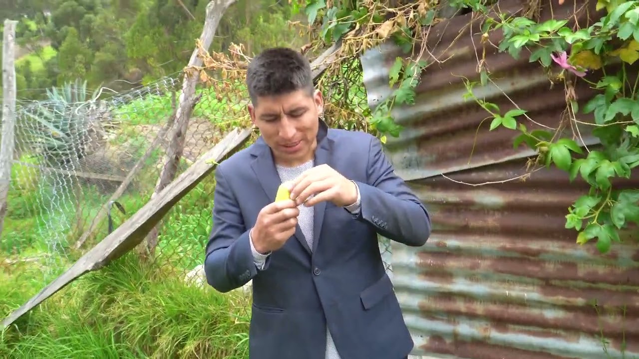 Perdi mis cuyes por B-A-G-O / Shulala Tv