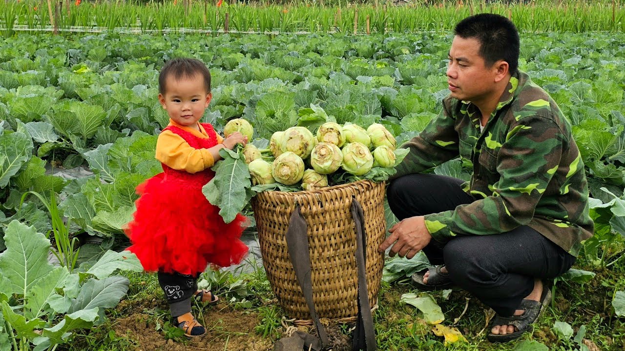 Harvest the kohlrabi garden goes to the market to sell - cooking/xuan truong