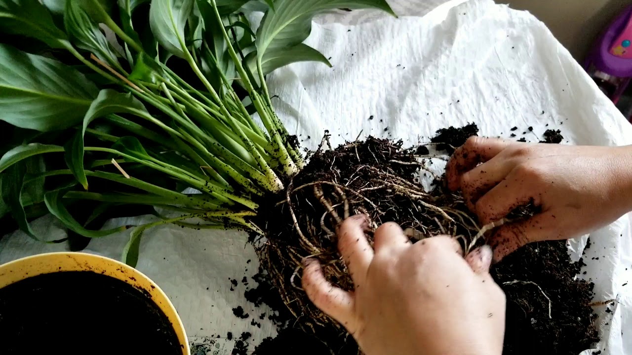 #peacelily How to transplant Peace Lily without killing it