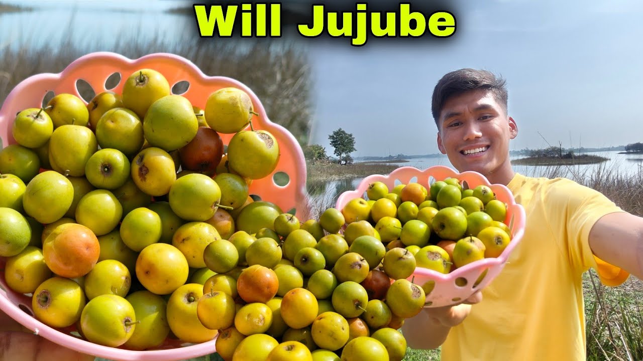 Collecting Jujube From Dumbur Riverside 😋