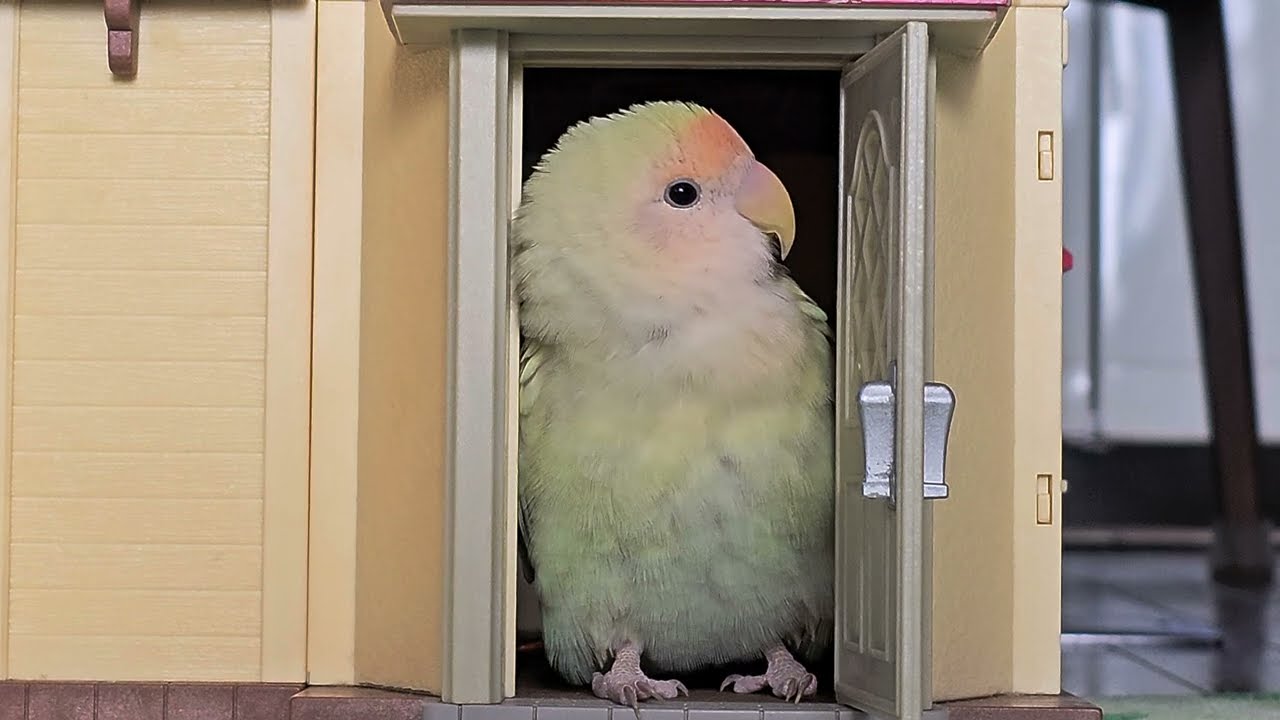 かわいい自宅警備員 #lovebirds