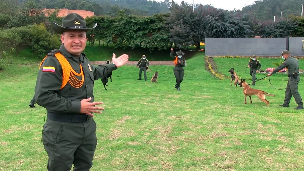 Vocación Policial, Guías caninos de la @Policía Nacional de Colombia  son referente internacional