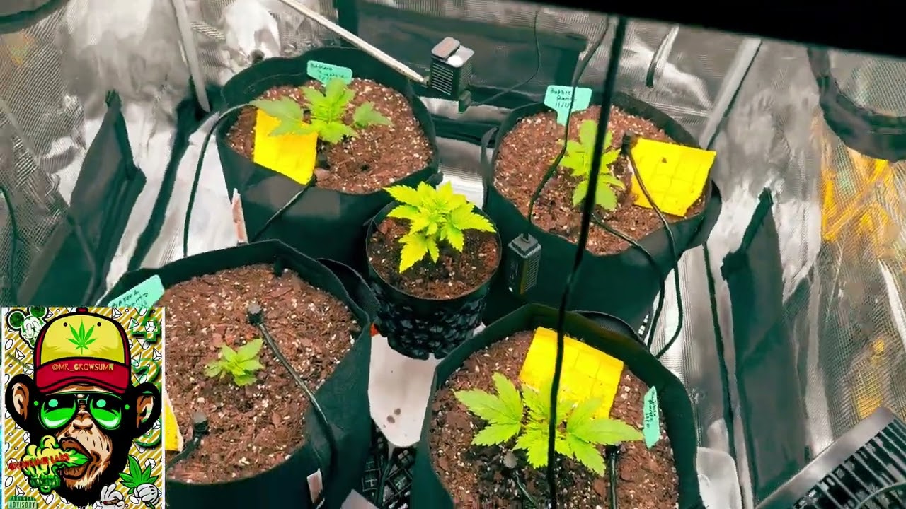 Grow Tent Tour and Water Setup EP:1 @SpiderFarmer  @Vivosun  @MarsHydro_official  @AnkerSOLIX