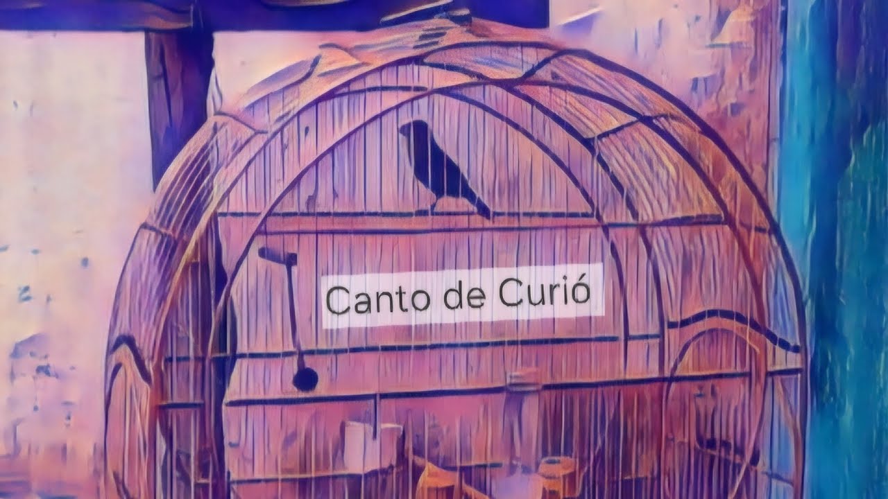 Curi&oacute;: Timbira Virado Cl&aacute;ssico /// Benjamin