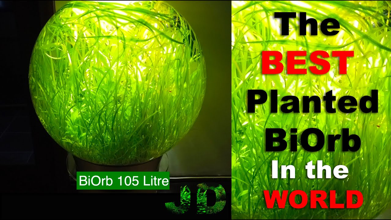 New BiOrb Update 8 Months Old Amazing Plant Growth