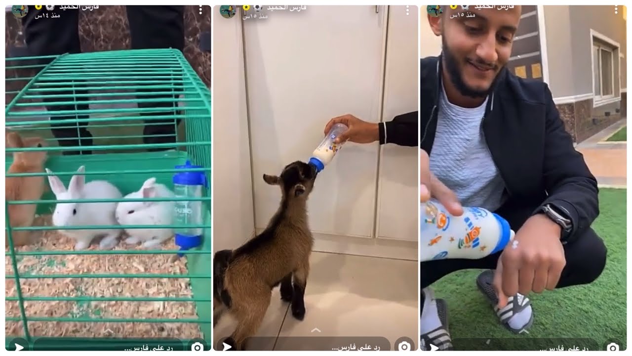 رعاية الحيوانات 🐐/🐇 سنابات فارس الحميد | 1442/6/5