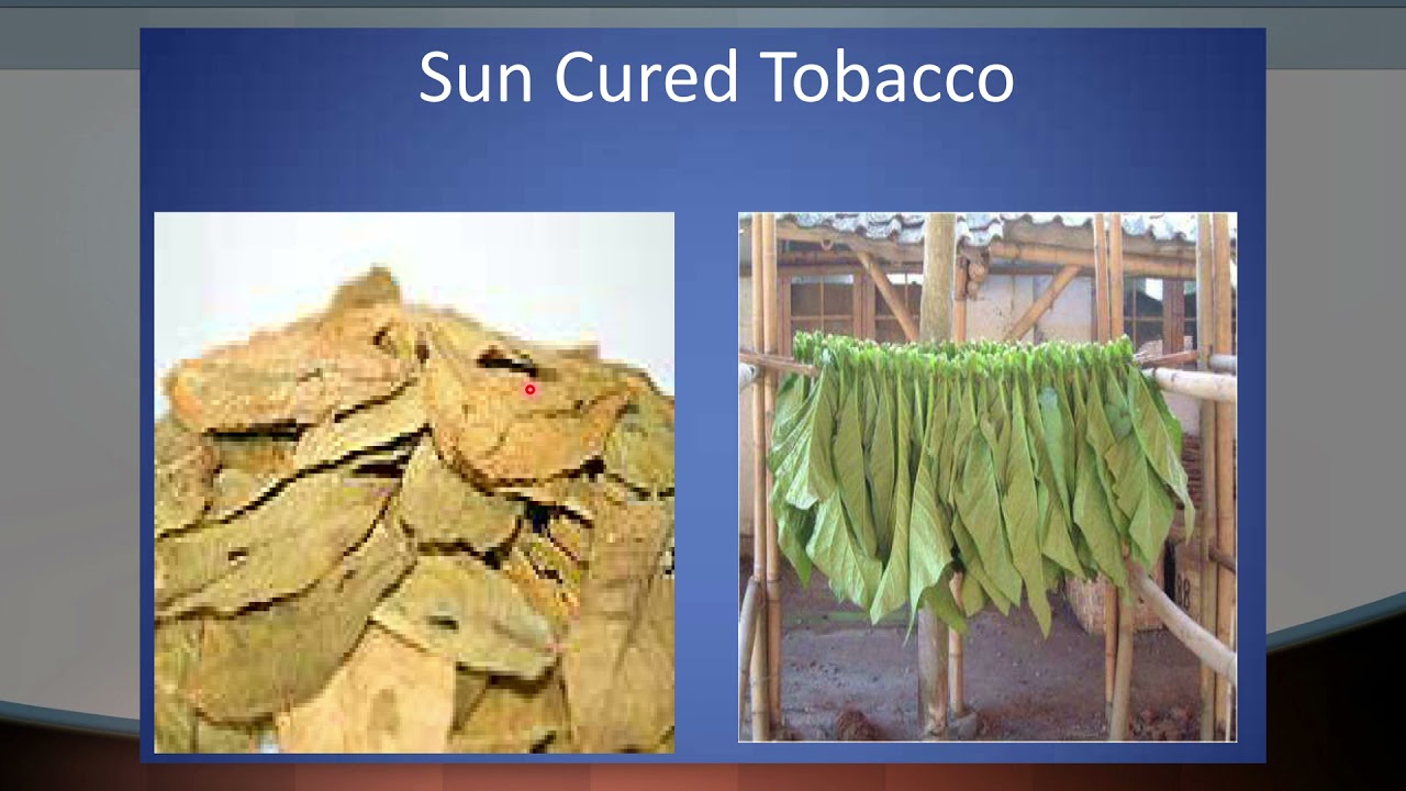 TP Tembakau - Harvesting dan Curing