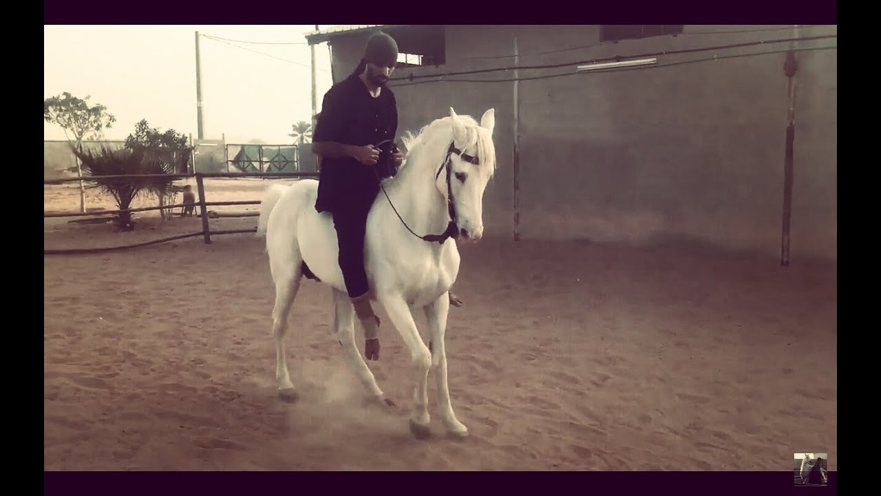 الأخطاء الشائعة بكثرة عند ركوب الخيل بدون سرج