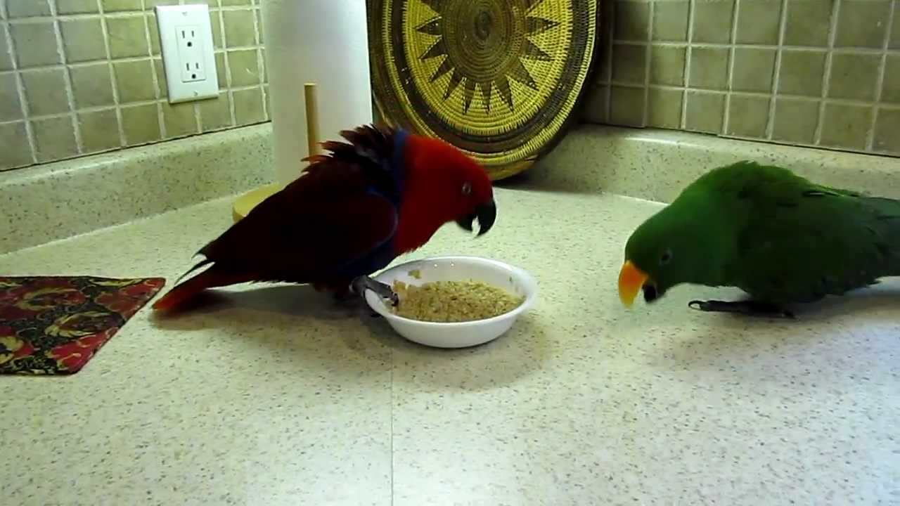 toby & rosie fight over oatmeal