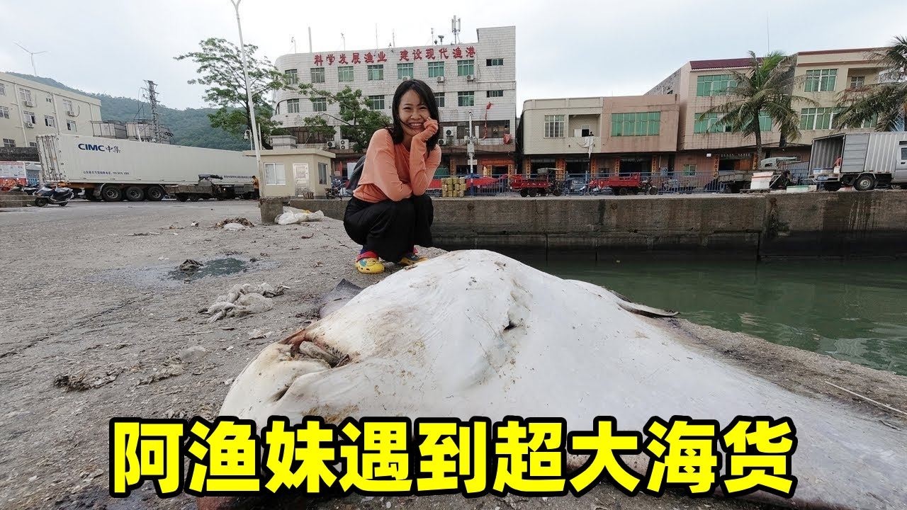 台风天在码头发现超大海货，体型比阿渔妹还大，卖一千都不算贵！【阿渔妹】