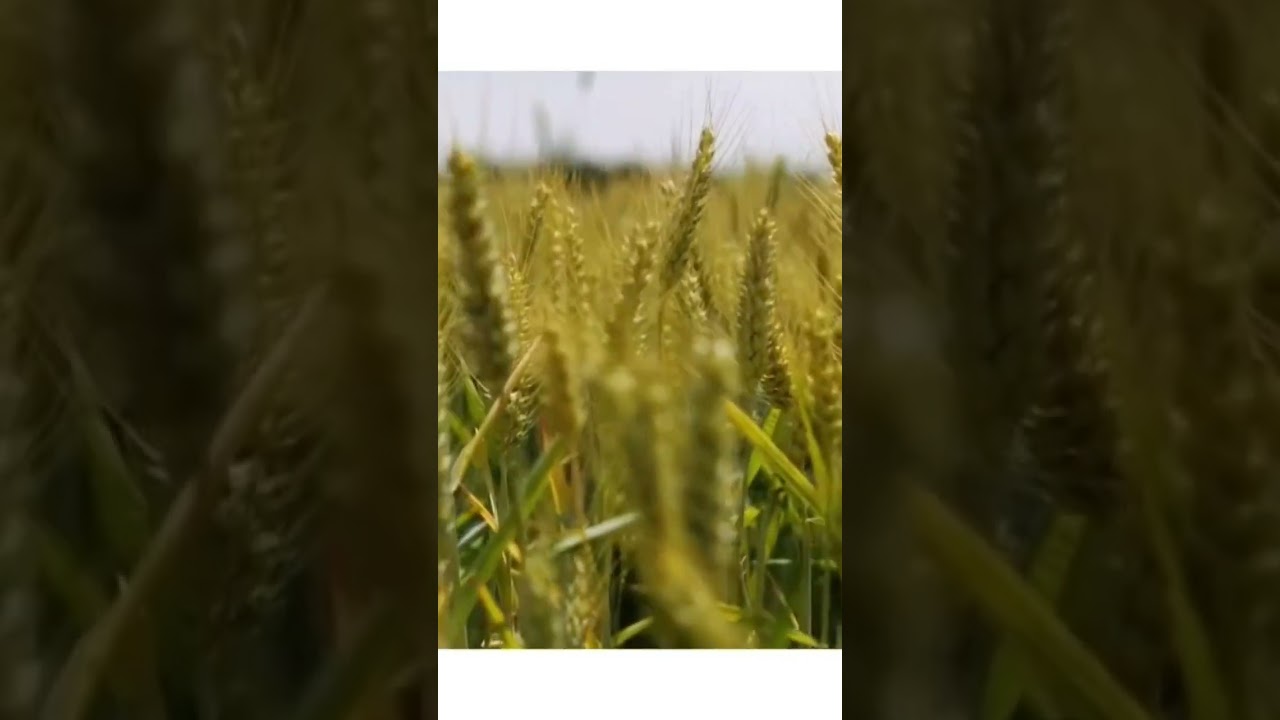 Wheat plant#wheatplant