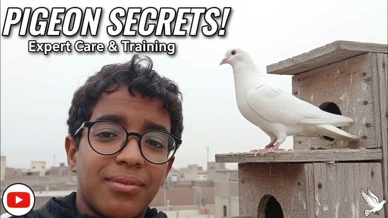 نتولعو فالحميمات🕊❤️ونوكلو الدجيجات🐓🐔