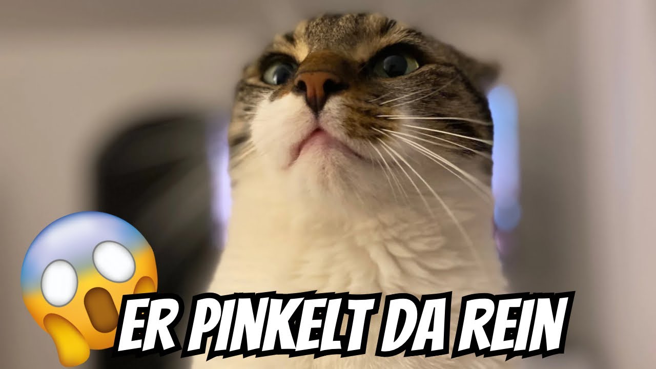 Bali hat direkt rein uriniert und es hat ihm auch noch Spaß gemacht | Beste Katzentoilette im Test