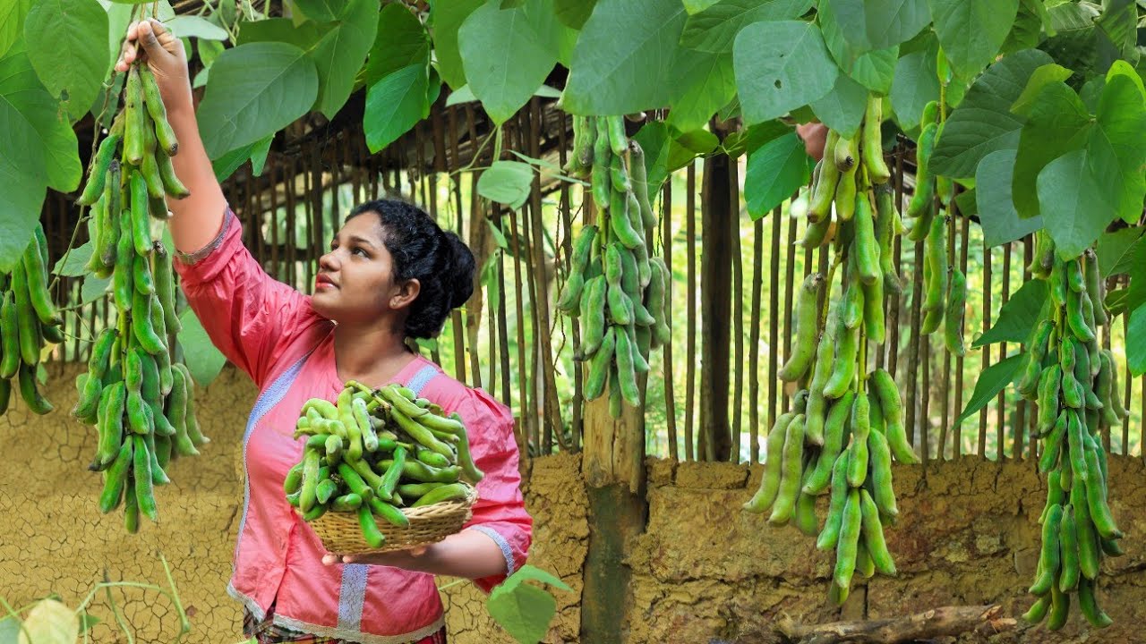 Have you ever eaten these nutritious beans before|tasty velvet beans|village kitchen srilanka