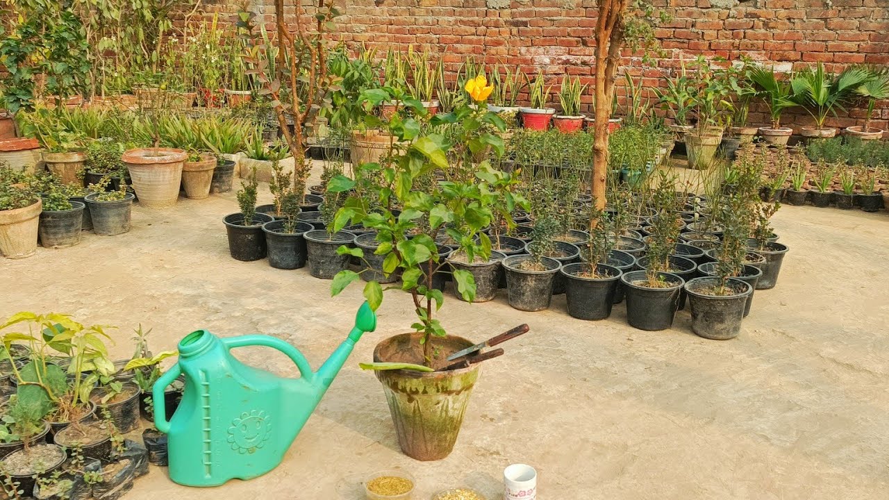 Hibiscus Plant Complete Growths Tips Easy And Fast/ Hibiscus Plant Ki care